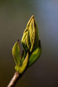 Close-up of flower bud growing outdoors