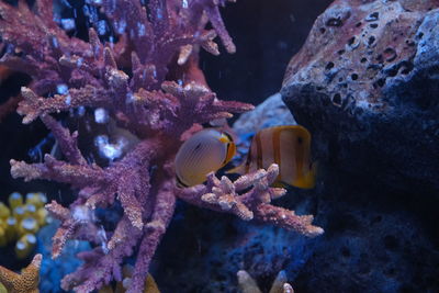 Close-up of fish swimming in sea