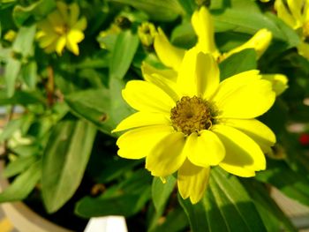 Close-up of yellow flower blooming outdoors