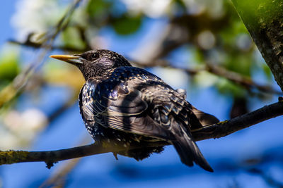 Close-up of bird perching on branch