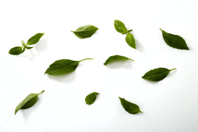 High angle view of leaves on white background