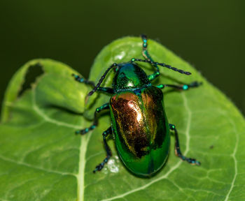 Close-up of insect on leaf