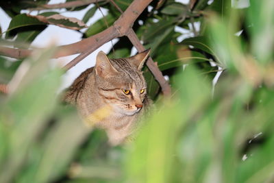 Close-up of a cat looking away