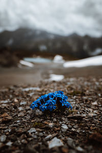 Close-up of blue flower on field