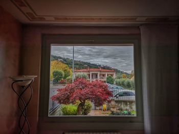 Flower plants against window