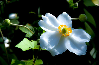 Close-up of white flowering plant