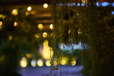 Close-up of christmas decoration hanging on tree