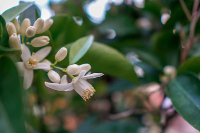 Close-up of flowering plant