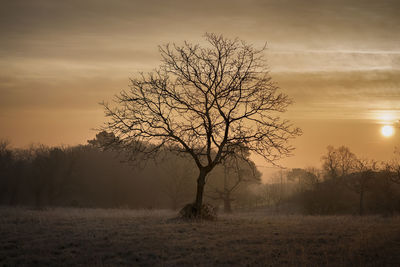 Silhouette bare tree on landscape against orange sky during sunrise