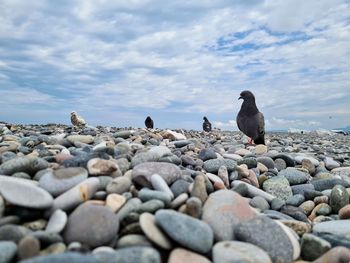View of birds perching on rocks