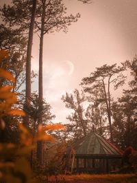 Low angle view of trees against sky at night