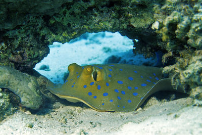 Close-up of fish swimming in sea