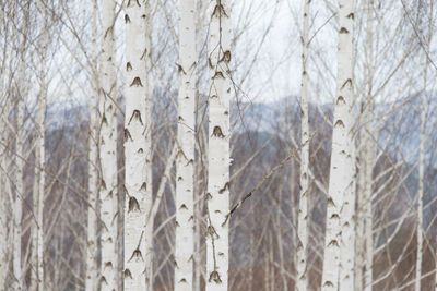 Close-up of bare trees in winter