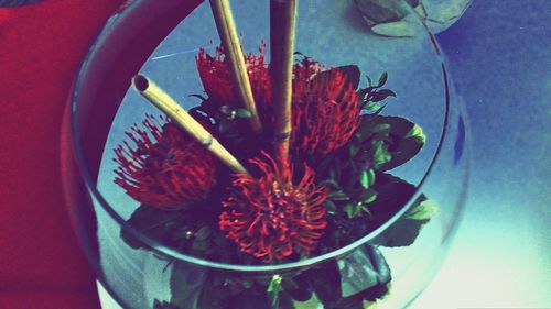 Close-up of red flowers