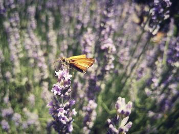 Close-up of butterfly pollinating on purple flower