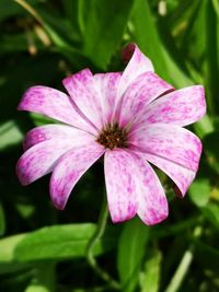 Close-up of pink flower