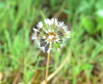 Close-up of white dandelion