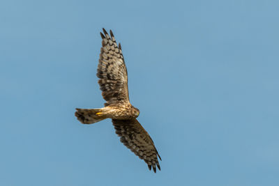 Low angle view of eagle flying against clear blue sky