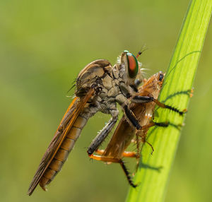 Close-up of insect on leaf