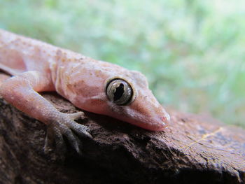 Close-up of lizard