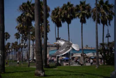 Flock of birds flying over palm trees