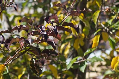 Close-up of flower tree