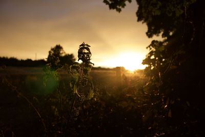 Plants on field against sky during sunset