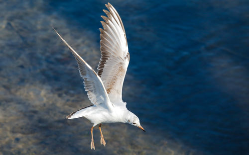 Close-up of bird flying against sky