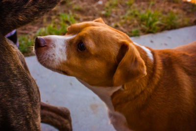 Close-up of dog looking away