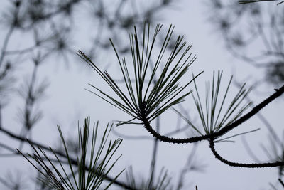 Close-up of plant against sky