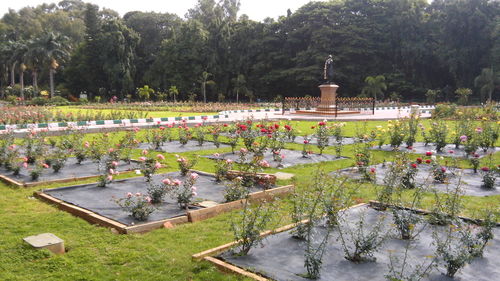 View of trees in the park