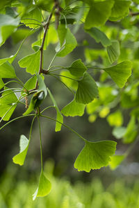 Close-up of fresh green leaves on a ginkgo tree
