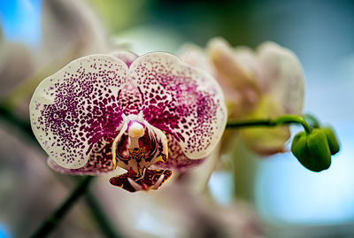 Close-up of pink orchid