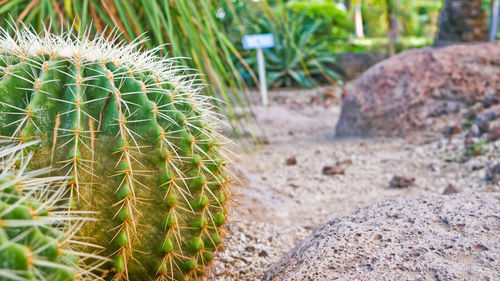 Close-up of cactus growing on field