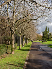 View of trees along road in park