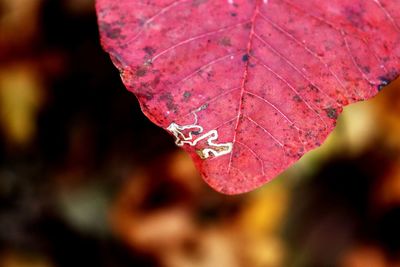 Close-up of raindrops on maple leaves