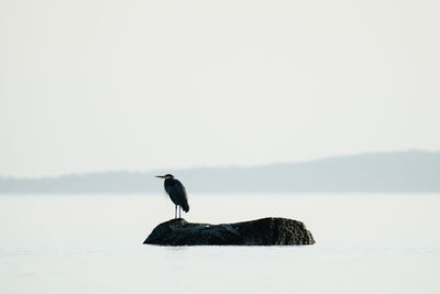 Bird perching on a rock