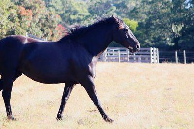 Side view of horse on field