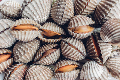 Closeup of fresh cockles in thailand. fresh market.