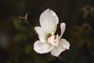 Close-up of white rose flower