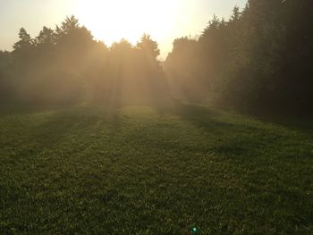 Trees on field during foggy weather