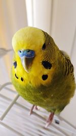 Close-up of budgerigar