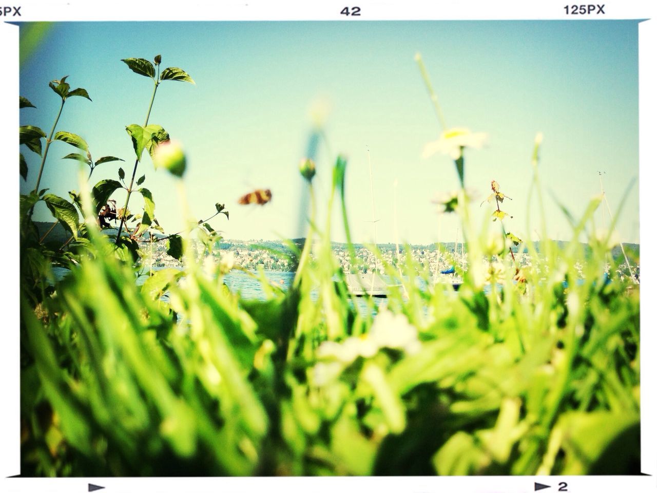 transfer print, auto post production filter, plant, green color, grass, growth, field, selective focus, clear sky, nature, day, outdoors, no people, close-up, focus on foreground, sky, sunlight, green, beauty in nature, blue