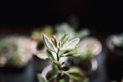 Close-up of flower buds