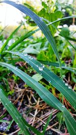 Close-up of fresh green grass in field