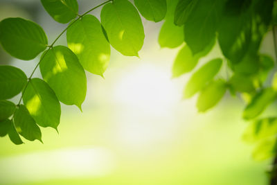 Low angle view of leaves against sky