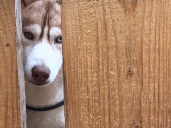 Portrait of dog peeking through wooden fence