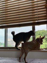 Cat standing by window