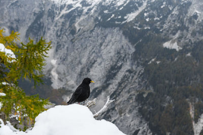 Black bird, an alpine chough perching on branch in mountains in winter