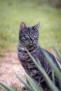 Close-up portrait of a cat on field